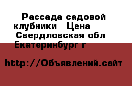  Рассада садовой клубники › Цена ­ 60 - Свердловская обл., Екатеринбург г.  »    